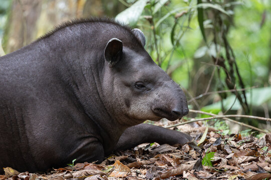 Resting amazonian tapir