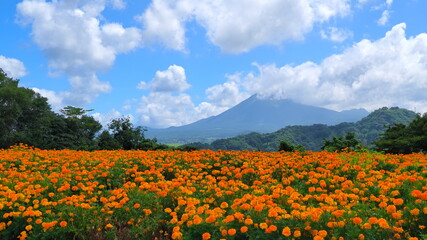 とっとり花回廊19（8月）