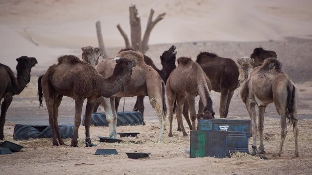 merzouga in the sahara desert in morocco with camels