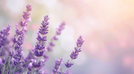 Naklejka premium Beautiful lavender flower blooming in soft pastel colors, creating a serene and tranquil atmosphere perfect for relaxation.