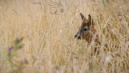 Roe Deer Partially Hidden in Long Grass