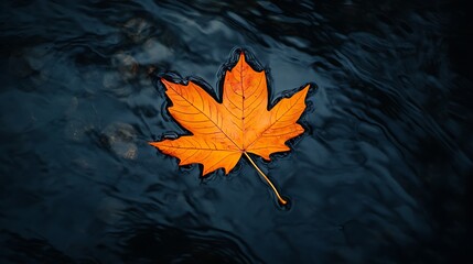 Autumn Leaf Floating on a Stream
