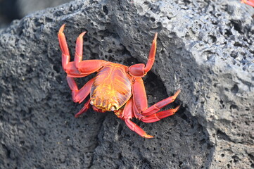 Sally the Lightfood Crab in Galapagos