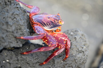Sally the Lightfood Crab in Galapagos