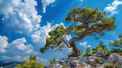 Solitary Tree on a Rocky Hilltop