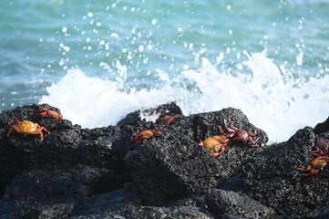 Sally the Lightfood Crab in Galapagos