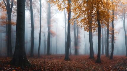 Mystical Autumn Forest, Fog Enveloped