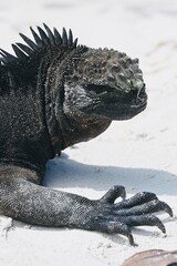 Marine Iguana at the Beach in Galapagos Santa Cruz