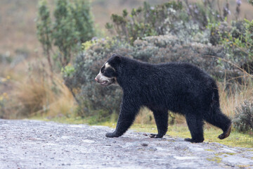 Female Spectacled Bear in the Páramo of Ecuador
