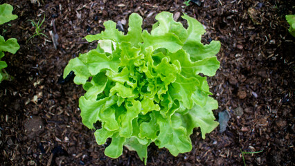 Photo of green salad vegetables above, grown on the ground.