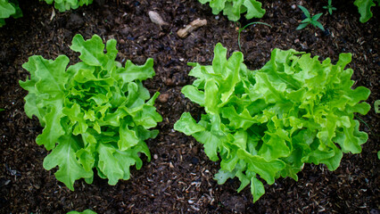 Photo of green salad vegetables above, grown on the ground.