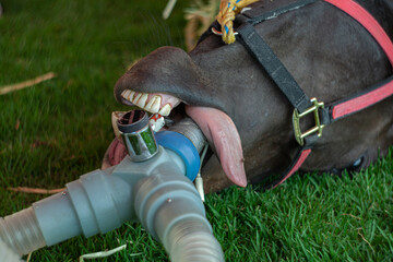 Intubación caballo
