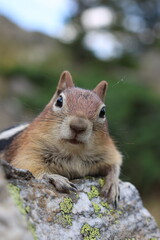 chipmunk on the rock