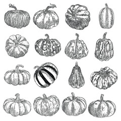 Pumpkin or gourd hand drawing sketch set. Halloween harvest illustration for decoration during October seasonal holidays Thanksgiving day and Family day. Symbol of Autumn. Vector.