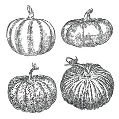 Pumpkin set isolated on a white background. Ink hand drawn sketch of pumpkin or butternut squash and gourd. Symbols for agriculture harvest and Thanksgiving or Halloween holidays decoration. Vector.