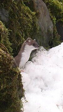Ermine, (Mustela erminea) Ermellino ,