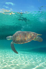a sea turtle on a beach in the caribbean sea