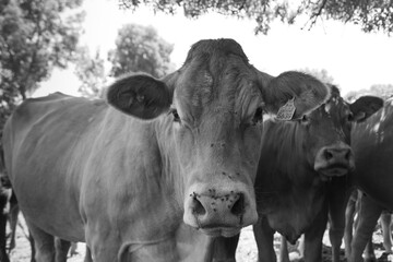 A black and white close-up portrait of a cow with a focus on its face, displaying a serene expression with flies around its nose. The image captures the calm essence of rural farm life and is perfect 
