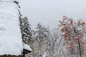 雪に覆われた冬の世界文化遺産　白川村（白川郷）　岐阜県