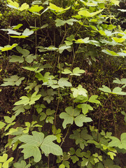 Kudzu vines, Kudzu vines growing in a tree forest, stems and leaves, close-up