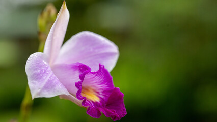 Fototapeta premium Purple orchid in the wilds of Costa Rica. 