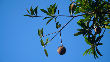 Manikara zapota fruit and green leaves, blue sky background