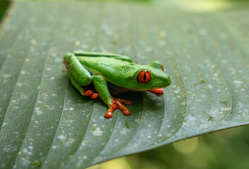 Agalychnis callidryas, commonly known as the red-eyed tree frog or red-eyed leaf frog, is a species of frog in the subfamily Phyllomedusinae.
