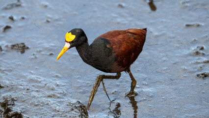 The northern jacana or northern jaçana is a wader which is known as a resident breeder from coastal Mexico to Central America.