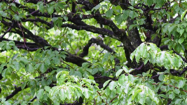 Summer rain falls on the trees in the forest. 4k 10bit footage.	