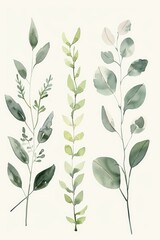 Fototapeta premium Watercolor botanical illustration of three leaf sprigs on white background nature concept