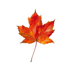 A Single, Vivid Red Maple Leaf