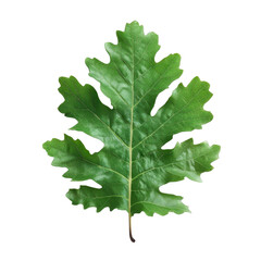 Fototapeta premium A Single Green Oak Leaf