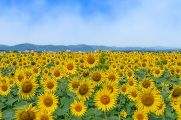 Obraz premium 青空バックに見るちょうど見頃の満開のヒマワリ畑の情景