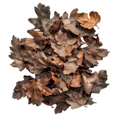 A Cluster of Dried Oak Leaves Against