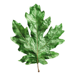 Single Green Leaf with Prominent Veins