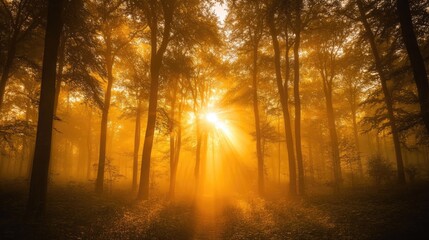 Sunrise piercing through the trees in a foggy forest 