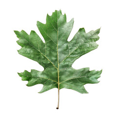 Fototapeta premium A Detailed View of a Single Green Leaf with Prominent Veins
