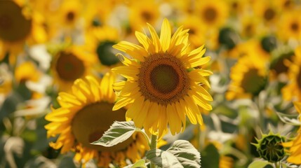 A field of sunflowers under a bright sky, symbolizing Earth abundance and the cycle of life.