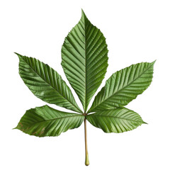 Single Green Leaf of a Horse Chestnut Tree