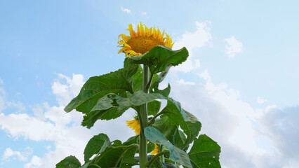 Beautiful sunflower at summer day. Farming and agriculture of sunflower crops. Wide view of yellow...