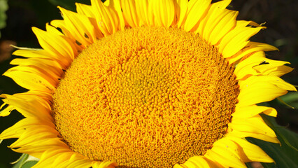 Sunflower head at sunny day and blue sky. Sunflower harvesting and agriculture in rural area....
