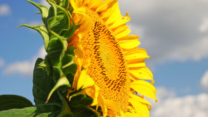 Close up view of young bloom of sunflower at the rural sunflower field farm at summer. Field full of big yellow flowers with blue sky. Sunflower head gardening.
