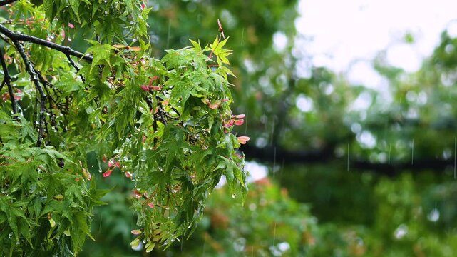 Close-up footage of Tree Branch with Raindrops During Summer Rainfall in Forest. 4k 10bit footage.	

