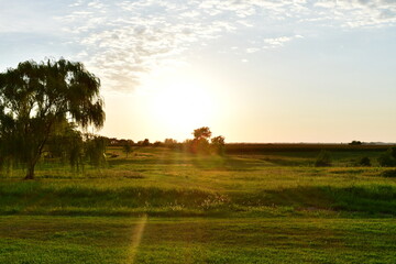 Golden Hour Field