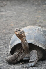 Giant Galapagos Turtle at Isla Isabela