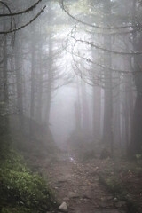 fog in the forest