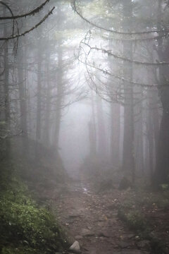 Fototapeta fog in the forest