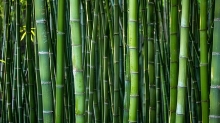 A Dense Grove of Lush Green Bamboo