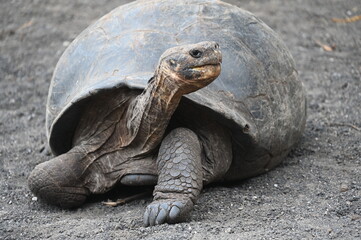 Giant Galapagos Turtle at Isla Isabela