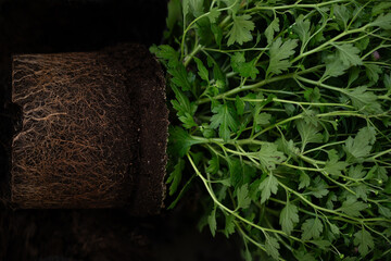 Plant transplantation